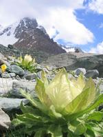 天山、雪蓮花渾然天成