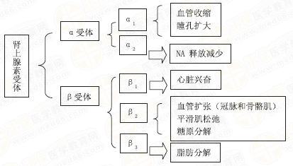 腎上腺素受體激動(dòng)作用 