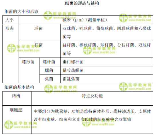 細菌的形態(tài)與結構