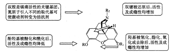 嗎啡的構(gòu)效關(guān)系