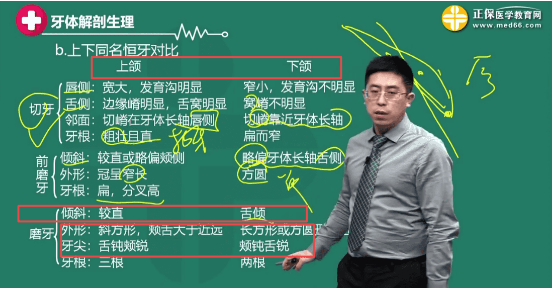 上下頜磨牙形態(tài)區(qū)別