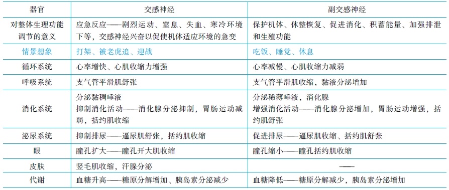 神經(jīng)系統(tǒng)對內(nèi)臟活動的調節(jié)