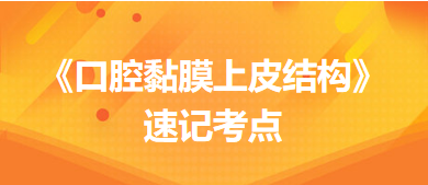 《口腔黏膜上皮結(jié)構(gòu)》速記考點(diǎn)